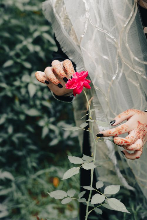 Free Close-up of hands with mehndi designs gently touching a pink rose, evoking elegance and beauty. Stock Photo