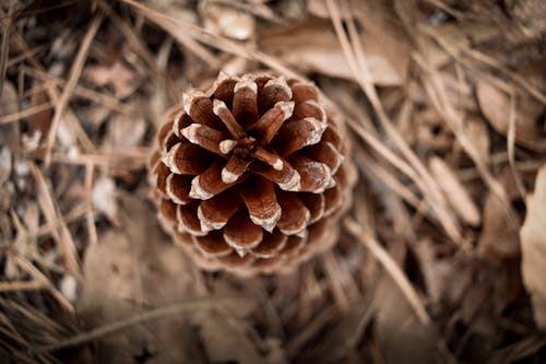 Close Up Shot of a Pine Cone