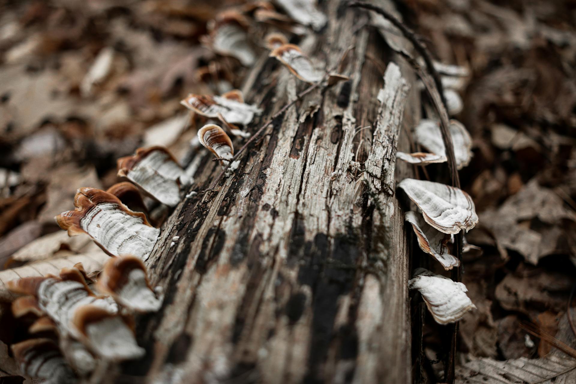 Detailed view of turkey tail fungi growing on a wooden log in a forest setting.