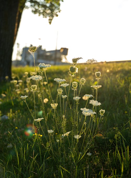 Flowering plants in Bloom Photo