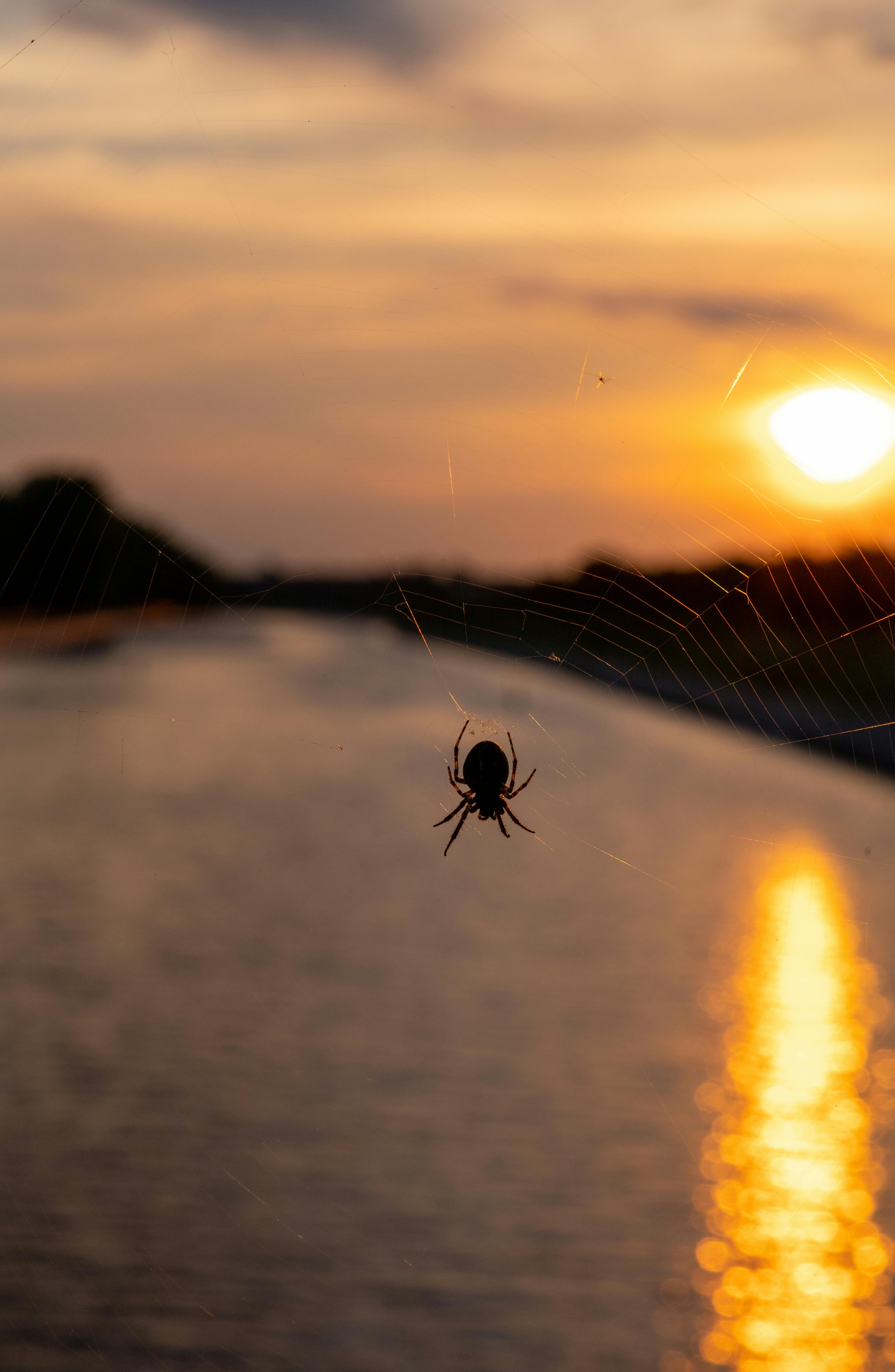 silhouette of a spider during sunrise