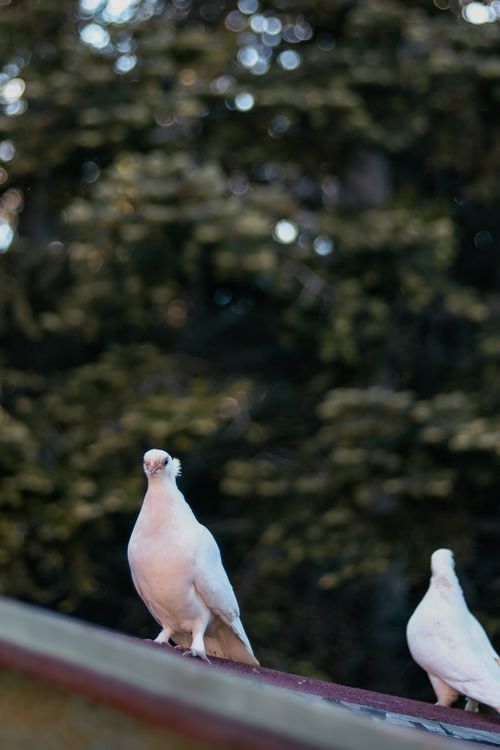 Free White pigeons on a roof with a natural bokeh background, captured outdoors. Stock Photo