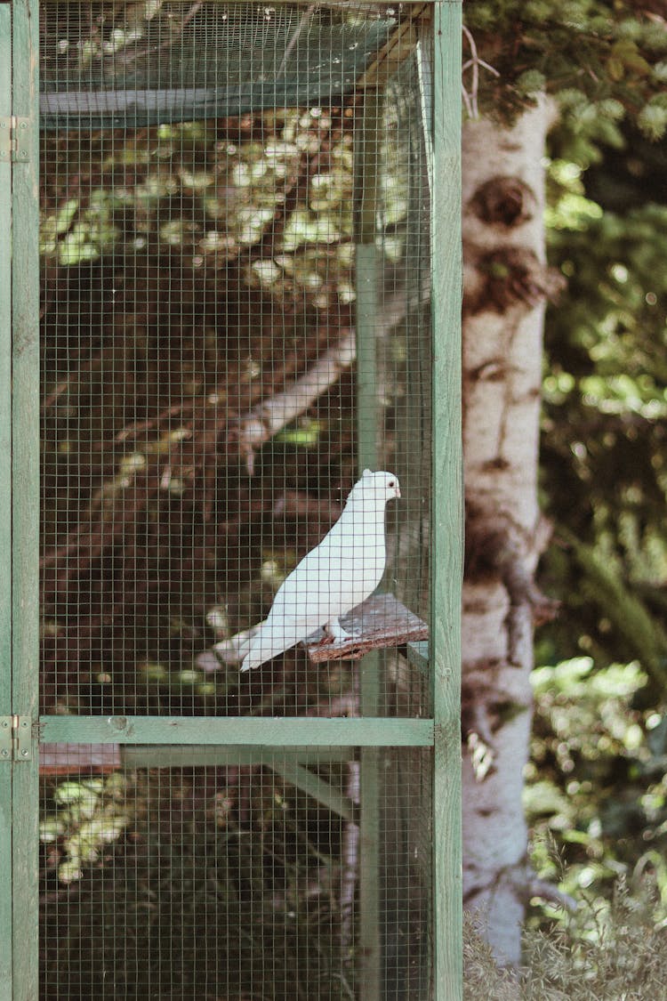 A Bird In A Cage 