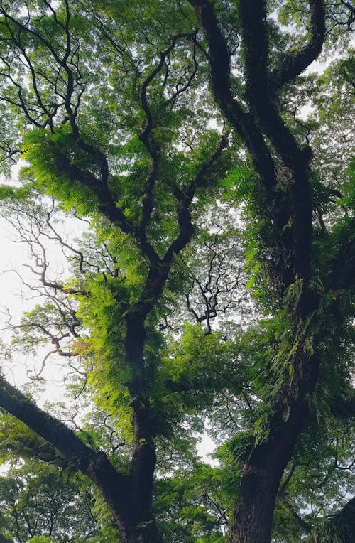 Free Branches of tree Stock Photo