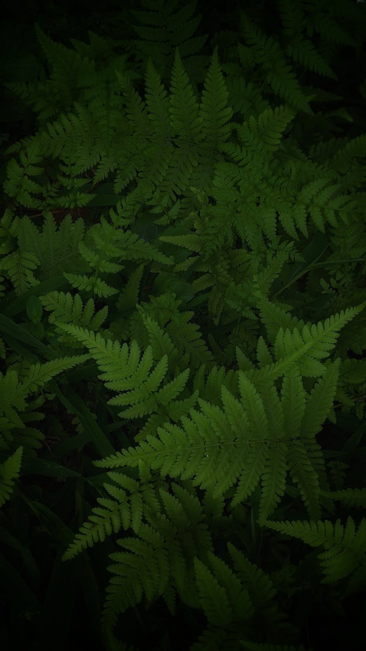 Green Fern Plant In Close Up Shot