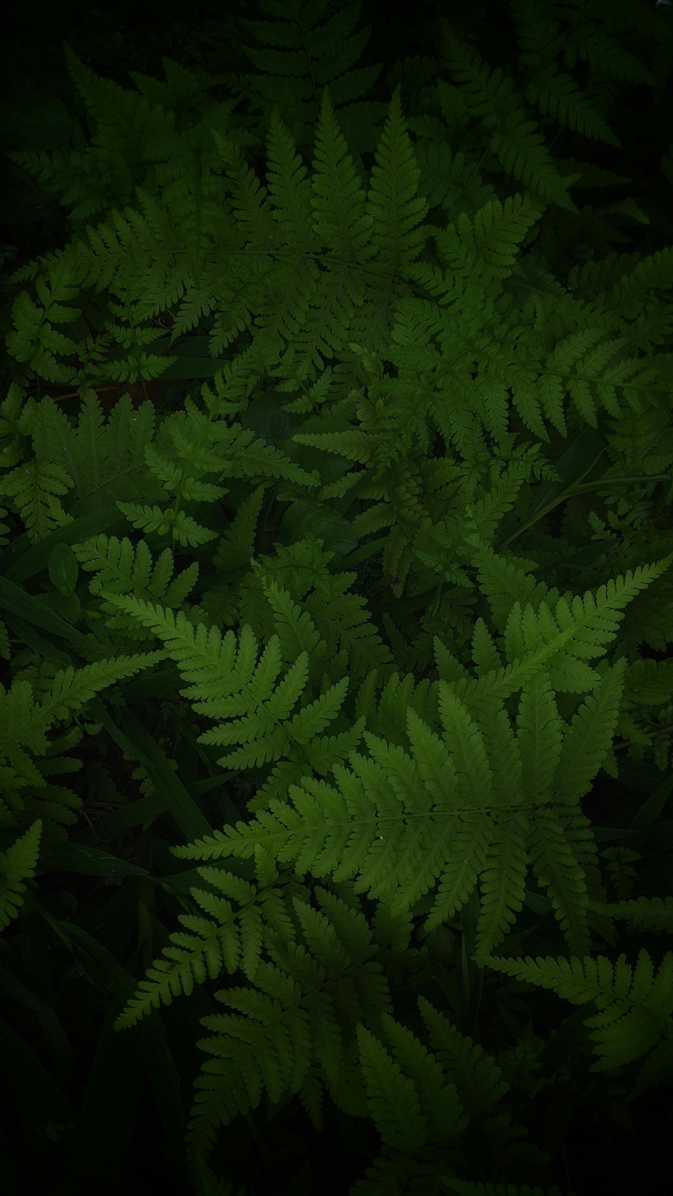 Closeup Photography of Green Fern Palnt · Free Stock Photo