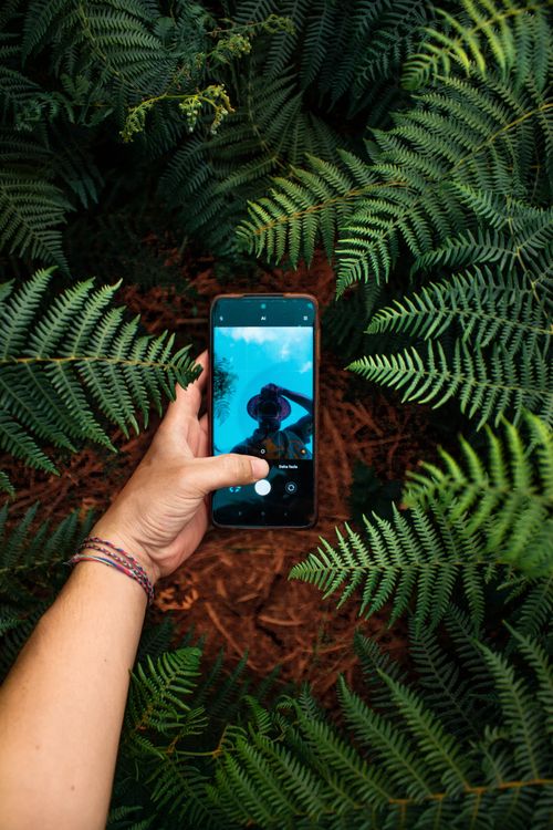 Free A hand holding a smartphone amidst green ferns, capturing an outdoor selfie. Stock Photo