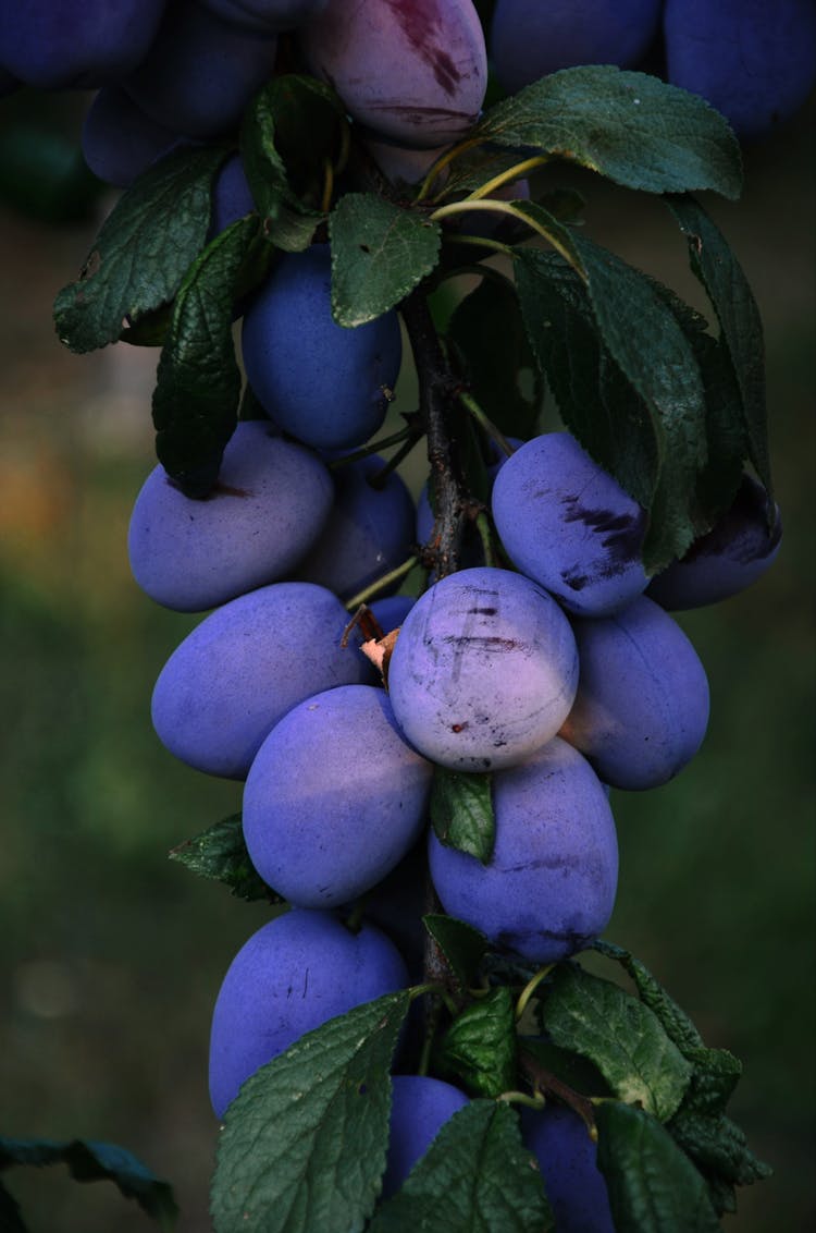 Closeup Of A Brunch With Purple Plums