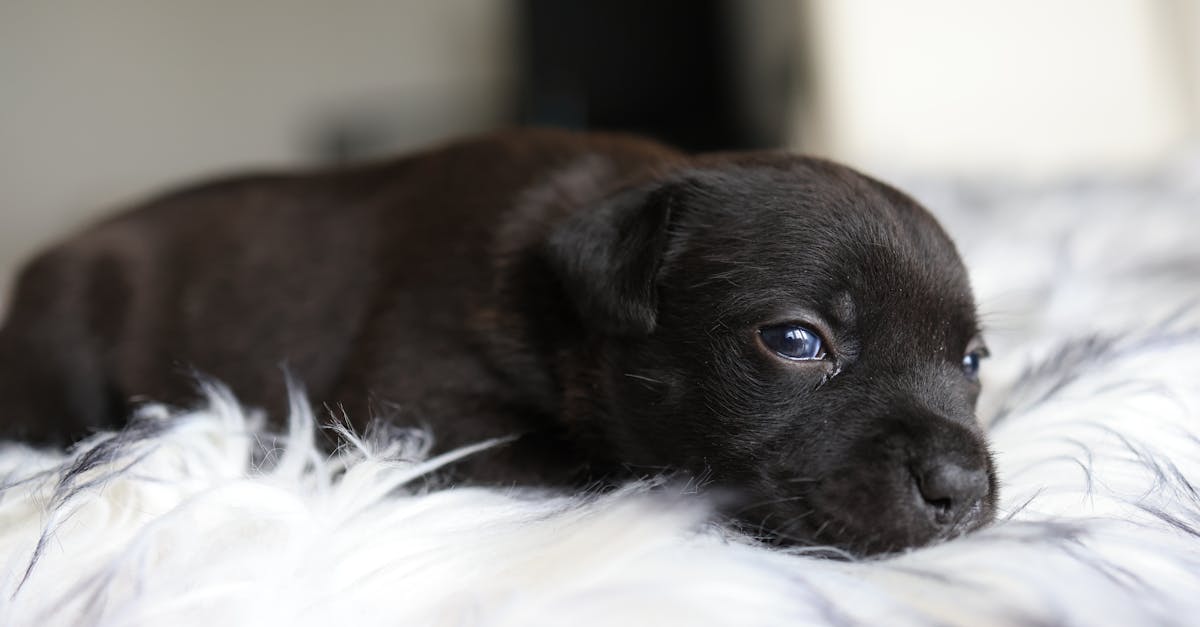 How to deform a newborn puppy