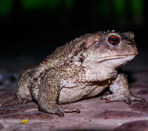 Free Detailed close-up of a common toad (Bufo bufo) photographed at night. Stock Photo