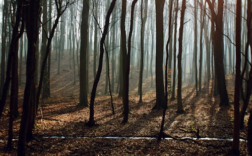 Základová fotografie zdarma na téma les, mlha, prostředí