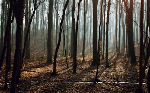 Gratis arkivbilde med miljø, silhuett, skog