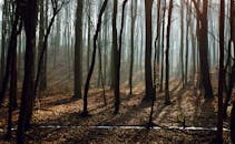 阳光穿过雾气，在宁静的森林中投下斑驳的树影