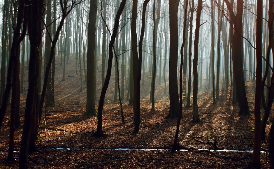 A tranquil forest scene with sunlight streaming through fog, creating shadows among the trees.