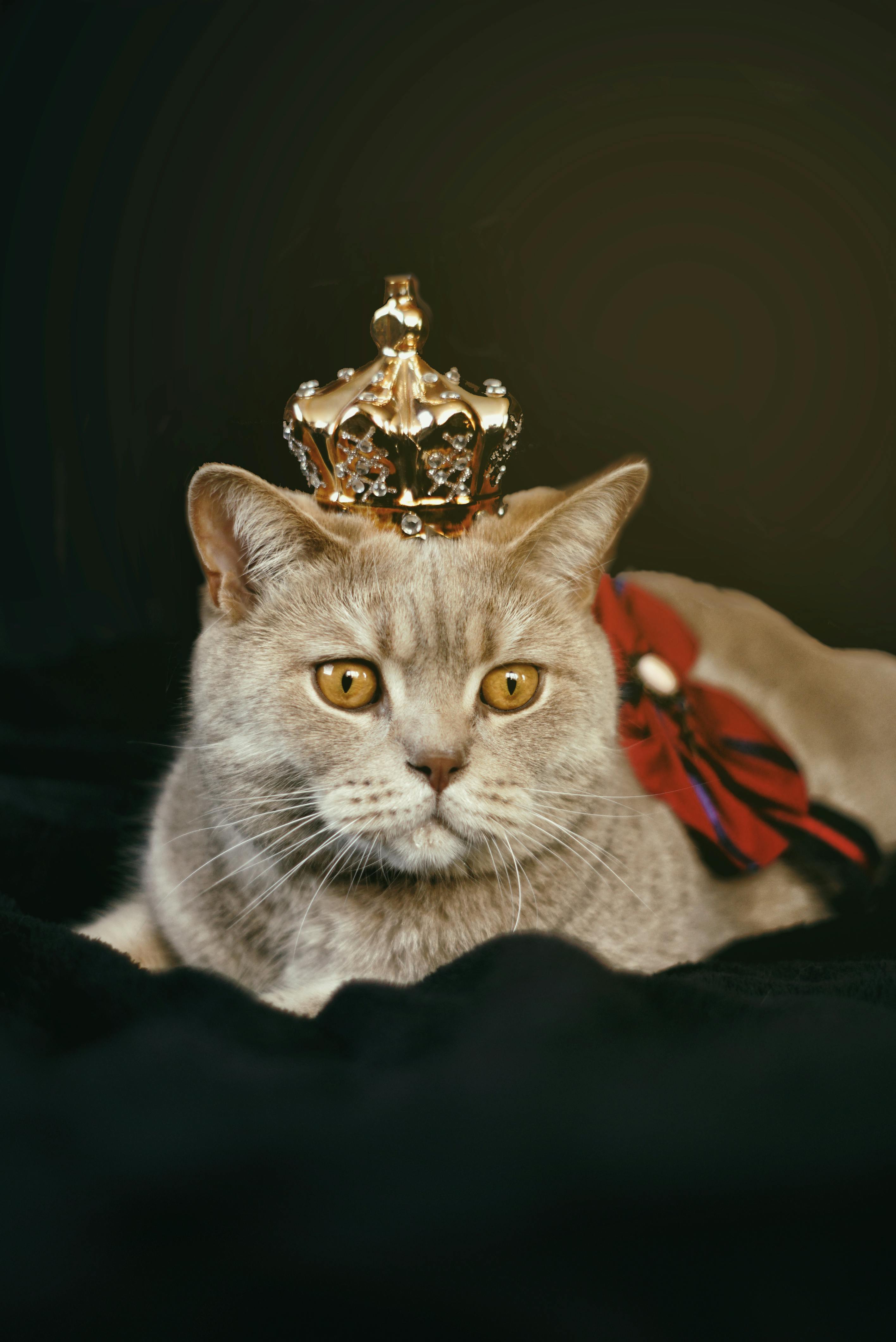 Free Beige Cat With Gold-colored Crown Stock Photo