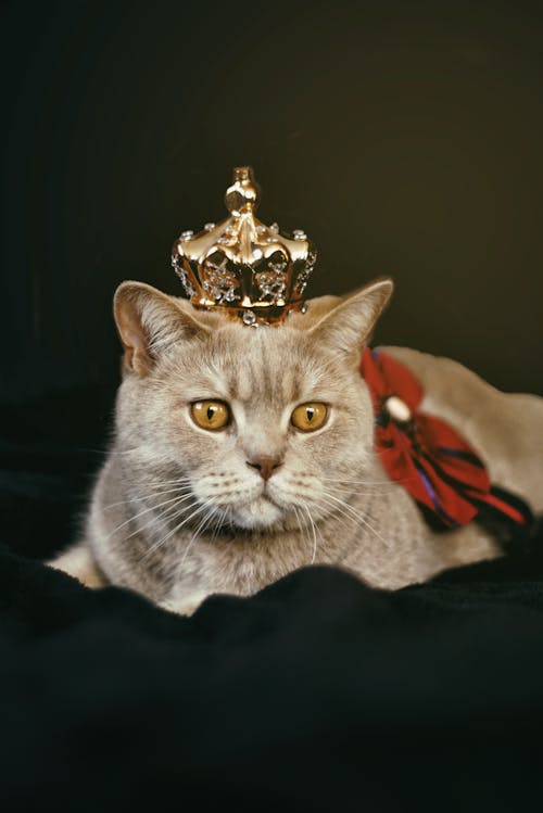 무료 금색 왕관과 함께 베이지 고양이 스톡 사진