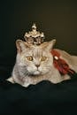 在工作室环境中，迷人的英国短毛猫戴着皇冠，散发着皇家的优雅