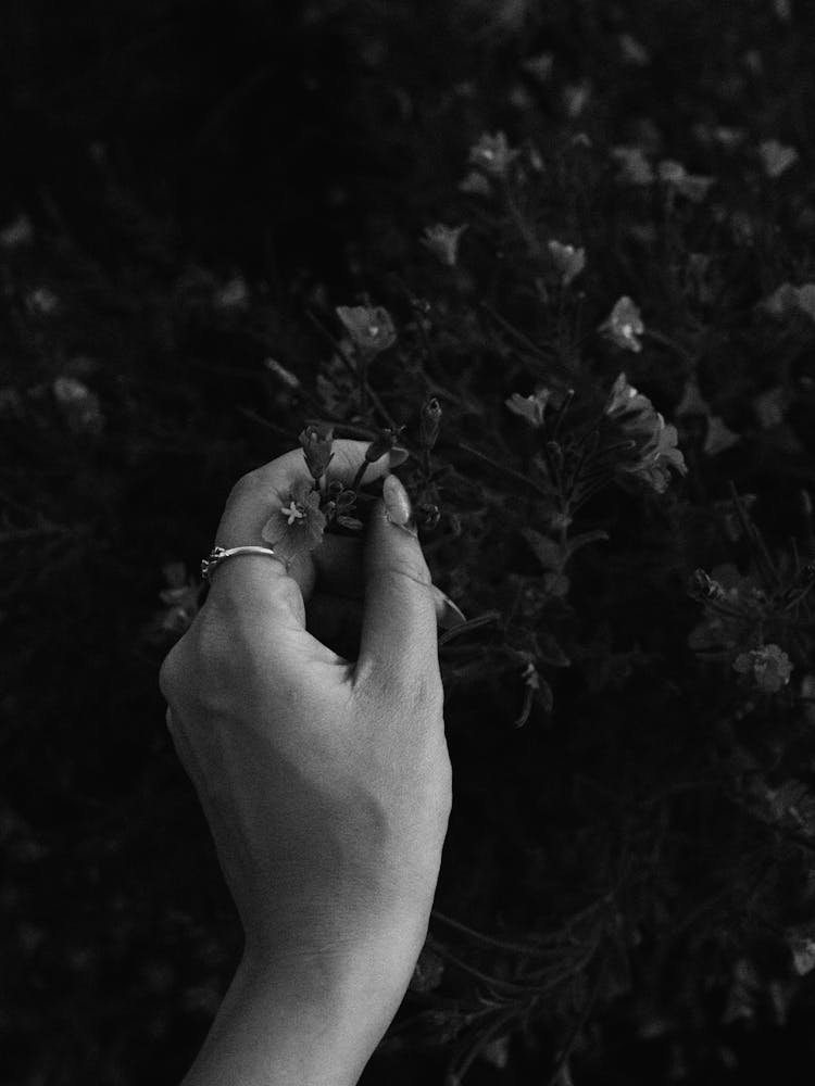 Black And White Photo Of Womans Hand Picking Up Flowers 