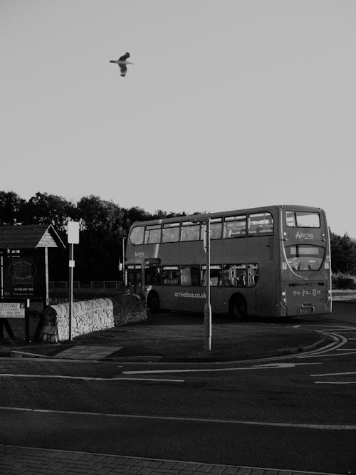 Free Bird Flying over Bus Stock Photo