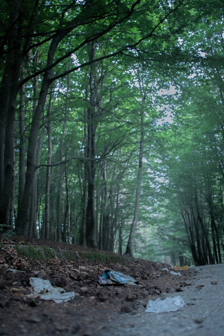 Trash On Roadside Beside Trees