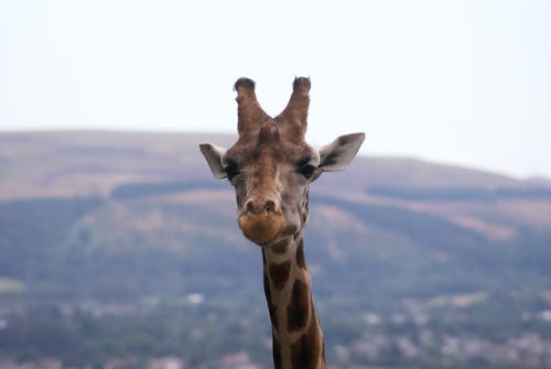Close-Up Shot of a Giraffe 