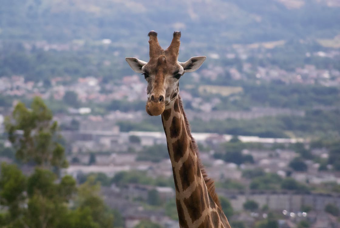 Close-Up Shot of a Giraffe