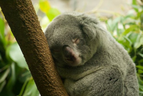 Koala Bear on Brown Tree Branch