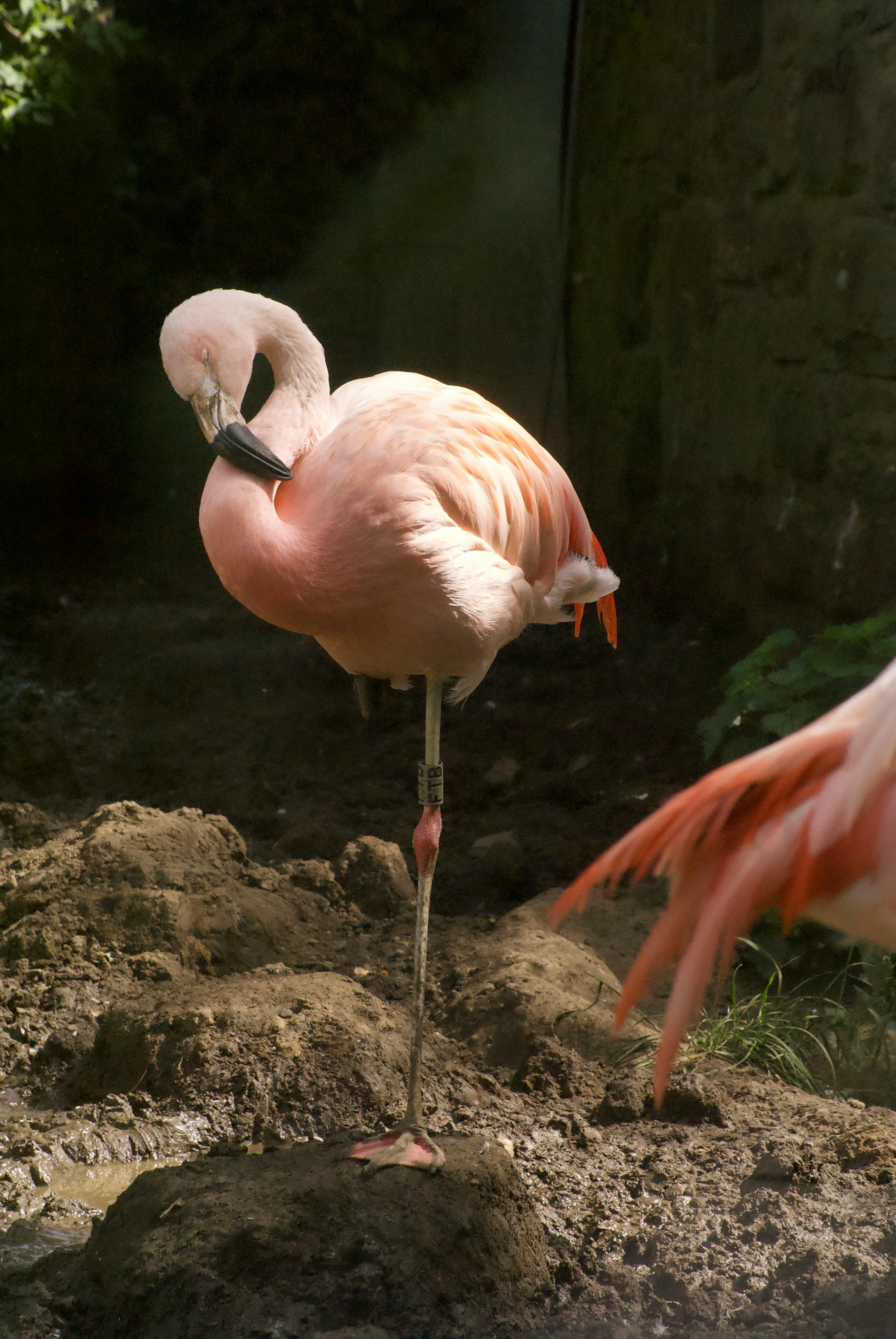 Pink flamingo standing gracefully on one leg in a Scottish zoo.
