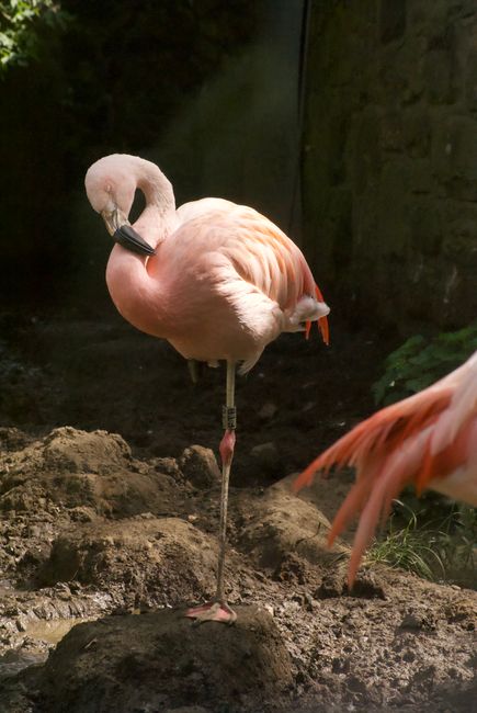 Pink flamingo standing gracefully on one leg in a Scottish zoo.
