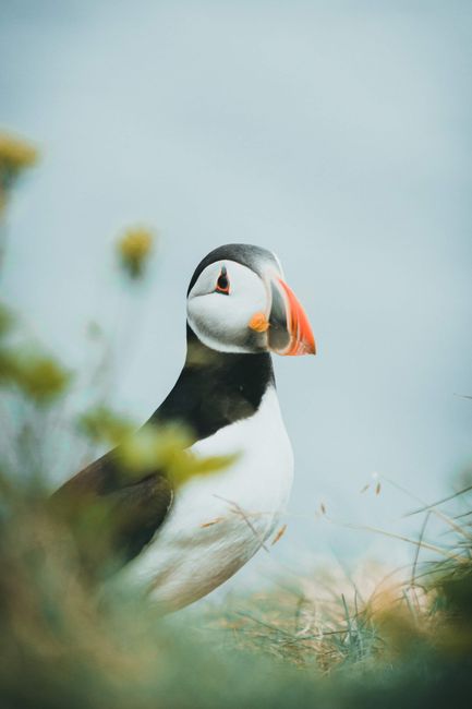 Close-up of an Atlantic puffin in natural habitat surrounded by greenery.
