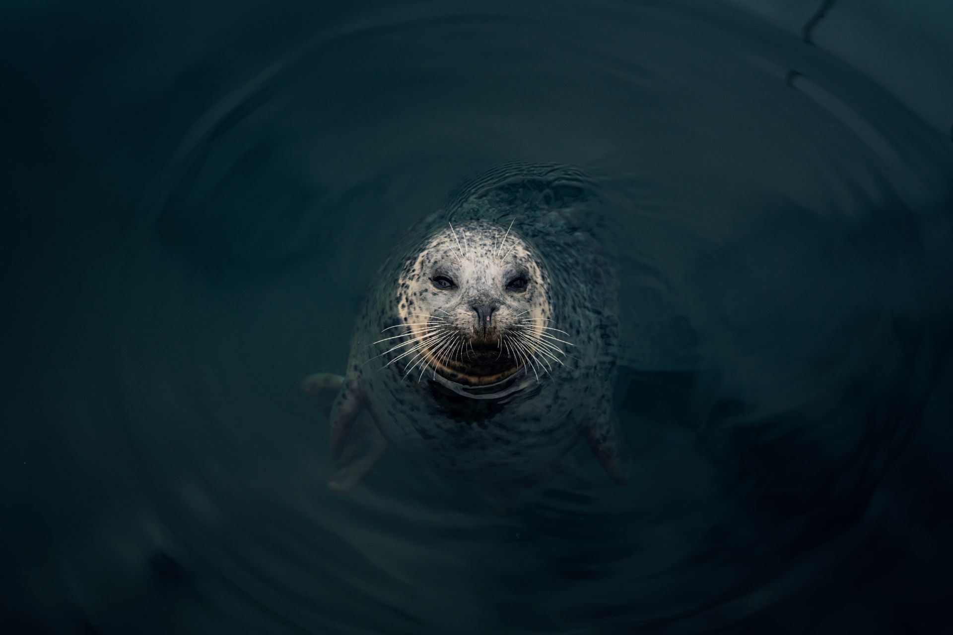 Underwater at Saksun Sea Inlet