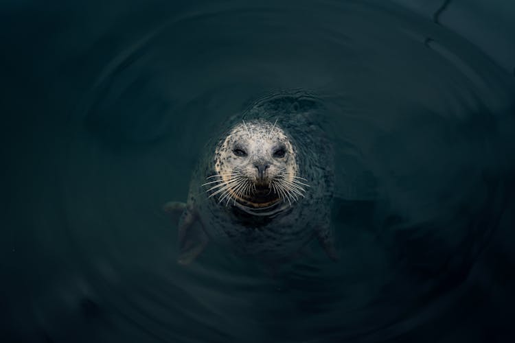 Seal In Water