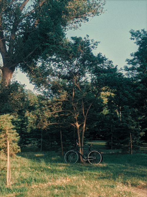 Free Serene scene of a bicycle resting against a tree in a lush Tbilisi park, showcasing nature's tranquility. Stock Photo