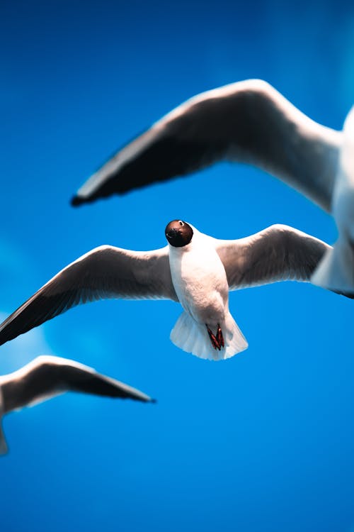Black Headed Gulls Flying on Blue Sky