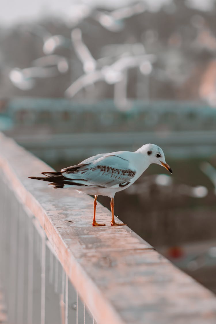 Seagull On Gray Handrail