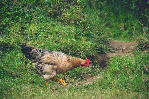 A Chicken on the Grass 