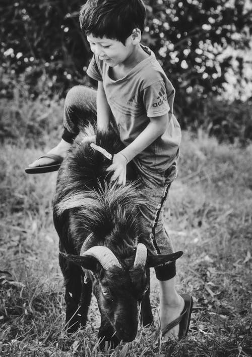 Boy Playing with Goat