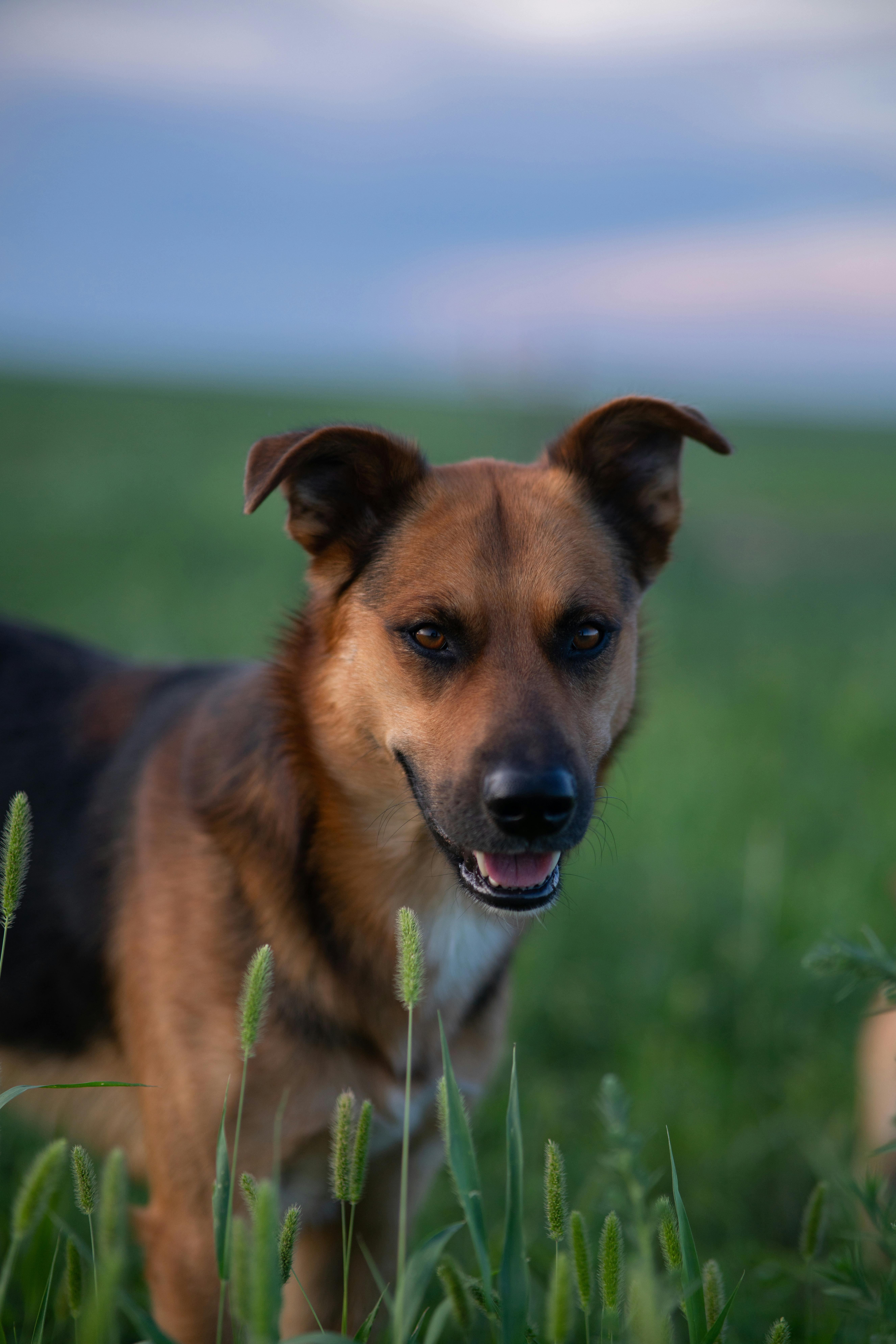 A cute mixed-breed dog standing on grassy field at dusk with a joyous expression.