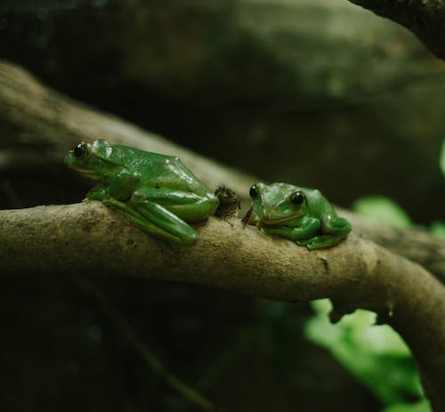 Fotos de stock gratuitas de anfibios, animales, de cerca