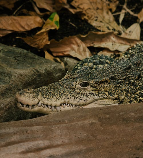 Green and Black Crocodile on Rocks