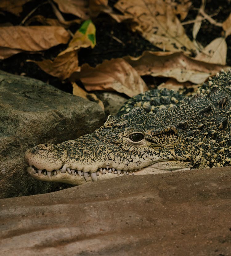 Green And Black Crocodile On Rocks