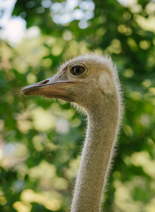 Free Detailed side profile of an ostrich with a green bokeh background, showcasing its eye and beak. Stock Photo