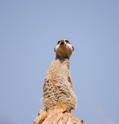 Low Angle Shot of a Meerkat 