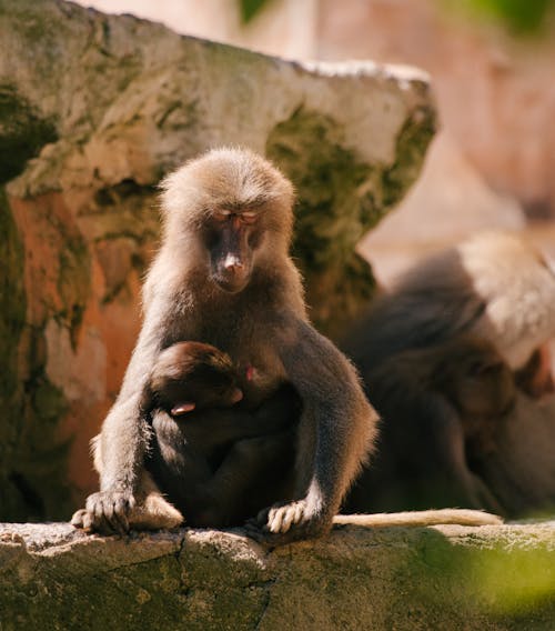 サル, 動物, 動物の写真の無料の写真素材