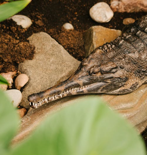 Kostenlos Kostenloses Stock Foto zu alligator, blatt, draußen Stock-Foto