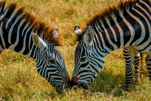 Free Close-up of two zebras grazing in the grasslands of Ngorongoro, Tanzania. Stock Photo