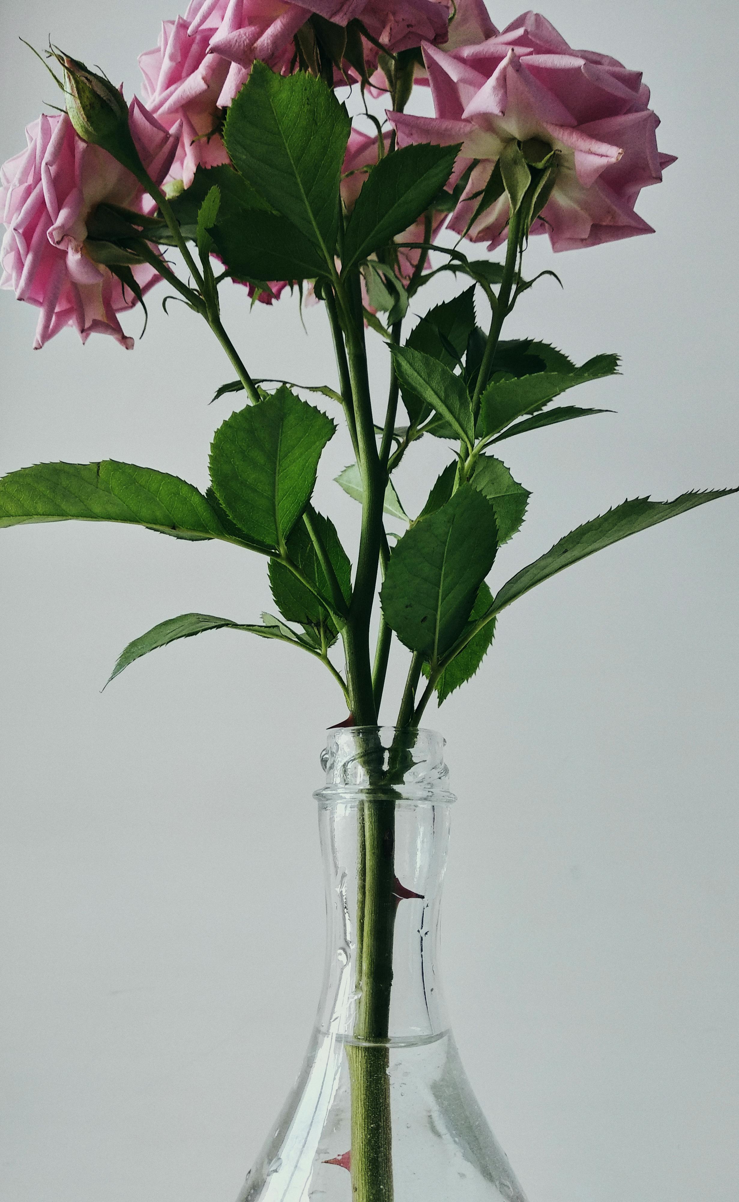 Roses in a Glass Vase · Free Stock Photo