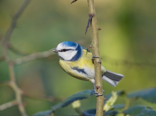 Free Close-up of a Eurasian blue tit perched on a branch outdoors, displaying colorful plumage. Stock Photo