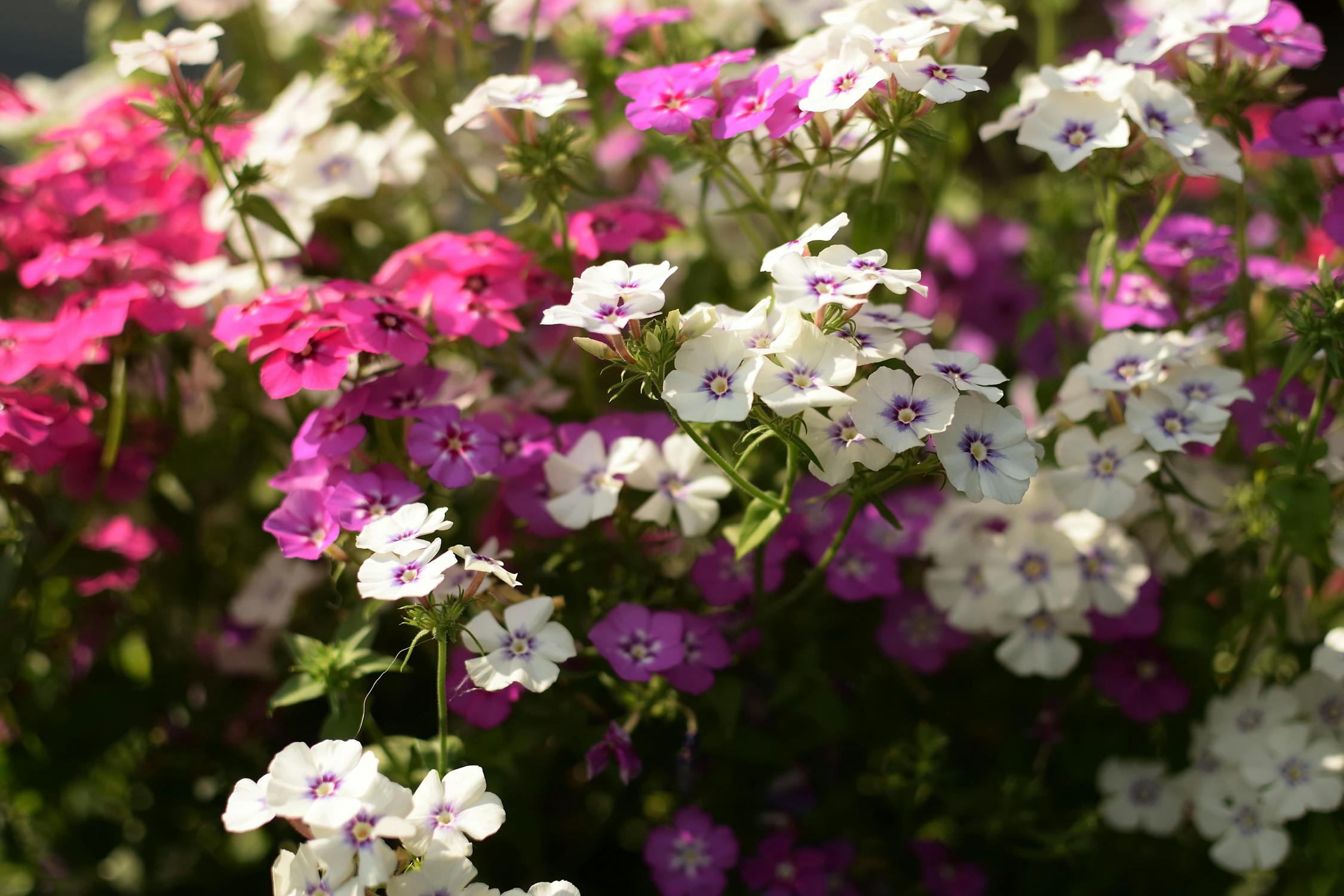 Stauden-Phlox