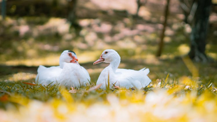 Ducks Sitting In Grass